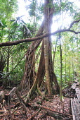Forest park,tree,forest,forests,sumatra,peat,national,root,berbak,Berbak National Park,Jambi,Sumatra,Indonesia