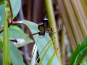 A dragonfly lands on a plant, Papua, Indonesia animals,horizontal,close up,close-up,forest,indonesia,leaf,dragonfly,bugs,papua,multidisciplinary landscape approach,dragonflies,shallow focus,cifor mla papua bugs leaf animal forest tree