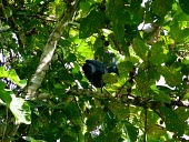 A Crowned pigeon sits on a branch tree,bird,birds,animals,horizontal,forest,indonesia,papua,goura victoria,cendrawasih merak,multidisciplinary landscape approach,perched,from below,Pigeons, Doves,Columbidae,Pigeons and Doves,Columbifo