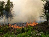Forest fires are mostly caused by human activity horizontal,forest,indonesia,fire,smoke,fires,forest fires,forest fire,kalimantan,palang karaya,habitat,destruction,burnt,black,fog,cifor,palangkaraya