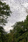 Bats flying in Gunung Lumut trees,animals,horizontal,indonesia,bat,bats,timur,mla,kalimantan,gunung lumut,swarm,colony,tree,rainforest,swarming,flight,in flight,gunung lumut mla cifor kalimantan timur indonesia tree bat forest