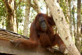 A female orangutan trees,roof,animals,horizontal,female,indonesia,central,orangutan,forests,kalimantan,tanjung puting,national park,adult,primate,primates,orangutans,great ape,great apes,Mammalia,Mammals,Chordates,Chord