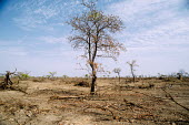 Cleared land for agriculture Africa,tree,horizontal,branch,dry,climate change,Ouagadougou,Burkina Faso,deforestation,land,nebbou,clearance,cleared,agriculture,branches,wood,pile,CIFOR,forest research,adaptation,production forests