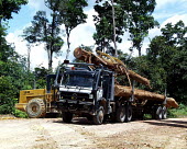 Log loader loading logs on to a truck, Indonesia horizontal,forest,truck,indonesia,flickr,logs,logging,climate change,transportation,land,lumber,wood,log,trunk,timber,deforestation