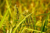 Paddy rice field food,field,rice,paddy,food security,seeds,plant,plants,harvest,crop,agriculture,agricultural,green,gold,shallow focus