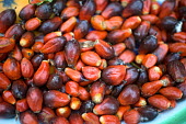 Palm Nuts in the village of Minwoho africa,horizontal,close up,close-up,foods,food,markets,crops,crop,cameroon,peanut oil,biofuel,bio energy,oil seeds,brown,seeds,deforestation,palm oil