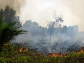 Forest fires are mostly caused by human activity horizontal,forest,indonesia,fire,smoke,fires,forest fires,forest fire,kalimantan,palang karaya,habitat,destruction,burnt,black,fog,cifor,palangkaraya