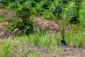 Oil palm plantation horizontal,climate change,east kalimantan,oil palms,plantation,palm,oil,palms,nursery,planting,plant,plants,Plantae,negative space,copy space