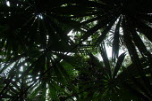 Trees within Berbak National Park tree,leaves,horizontal,National Park,peat,forests,berbak,Berbak National Park,Jambi,Sumatra,Indonesia,from below,cover