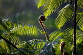 Ferns in Gunung Halimun-Salak National Park Center for International Forestry Research (CIFOR) plant,close up,close-up,forest,forests,Indonesia,national park,conservation,new life,gunung halimun-salak,inside forest,unfurling,fern,ferns,plants,Palntae,leaf,leaves,crosier,crozier