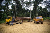 Wood Truck for the Company, Fabrique Camerounaise africa,road,horizontal,truck,landscape,logs,transportation,land,congo,climate change,lumber,cameroon,ngon,ebolowa,wood,log,logging,trunk,timber,huge,big,deforestation