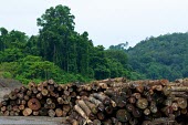 Pile of logs horizontal,forest,indonesia,log,flickr,logs,papua,forests,climate change,mamberamo,logging,clearance,pile,log pile,marked,stamped,timber,log pond,deforestation