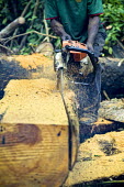 Carpenter chainsawing a felled tree africa,wood,people,man,tree,close up,close-up,forest,cut,chainsaw,chain saw,logging,environment,forests,climate change,global warming,wood cutting,cameroon,verticals,timber,deforestation