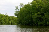 Mangrove forests around Yoke village Center for International Forestry Research (CIFOR) lake,horizontal,forest,indonesia,asia,mangrove,papua,climate change,climate,yoke,horizontals,mamberamo,green,trees
