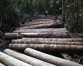 Logs to be transported to the log yard, Indonesia people,horizontal,indonesia,cut,logs,logging,forest,forests,climate change,rainforest,rainforests,trunk,trunks,timber,deforestation