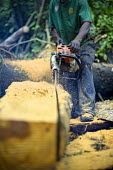 Carpenter chainsawing a felled tree africa,wood,people,man,tree,close up,close-up,forest,cut,chainsaw,chain saw,logging,equipment,environment,congo,forests,climate change,global warming,wood cutting,cameroon,verticals,shallow focus,timb