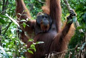 A male orangutan male,adult,animals,horizontal,indonesia,orangutan,forests,kalimantan,tanjung puting,primate,primates,hang,hanging,orangutans,portrait,smile,great ape,great apes,Mammalia,Mammals,Chordates,Chordata,Pri