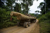 Wood Truck for the Company Fabrique Camerounaise Center for International Forestry Research (CIFOR) africa,road,horizontal,truck,landscape,logs,transportation,land,congo,climate change,lumber,cameroon,ngon,ebolowa,wood,log,logging,trunk,timber,huge,big,deforestation