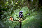 Forest near Ngon village tree,horizontal,close up,close-up,leaf,leaves,forests,cameroon,ngon,ebolowa,berry,berries,shallow focus,forest,rainforest,deforestation