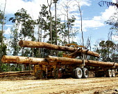 Log loader loading logs on to a truck, Indonesia horizontal,forest,truck,indonesia,flickr,logs,logging,climate change,transportation,land,lumber,wood,log,trunk,timber,loader,deforestation