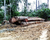 Logs to be transported to the log yard, Indonesia horizontal,forest,indonesia,flickr,logs,logging,climate change,excavator,timber,destruction,forests,rainforest,rainforests,earth,track,wood,pile,tree trunks,trunks,deforestation
