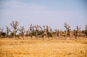 Loaga village while on the road there is a zone of Baobab reforestation Africa,trees,tree,horizontal,dry,climate change,baobab,Burkina Faso,loaga village,zone,reforestation,baobabs,CIFOR,forest research,adaptation,production forests