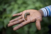 Caterpillar found in the forest Africa,horizontal,caterpillar,insect,larvae,Cameroon,biodiversity,center region,caterpillars,palm,hand,open,holding