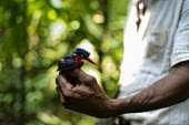 Scientist examines an African Pygme Kingfisher africa,people,bird,birds,forest,research,scientists,democratic republic of congo,kisangani,ispidina picta,yoko forest reserve,african pygme kingfisher,Animalia,Chordata,Aves,Coraciiformes,Alcedinidae,