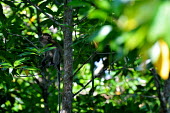 Study on biomass in mangrove forest tree,animal,horizontal,indonesia,monkey,monkeys,leaf,primate,east,mangrove,environment,mammals,climate change,kalimantan,kubu,forest,forests,in tree,undergrowth