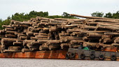 A barge transporting logs wood,tree,water,horizontal,forest,river,indonesia,scenery,logs,environment,redd,boats,boat,barge,transportation,central kalimantan,timber
