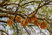 Maize drying on a Nimier tree they will be use the seeds for the following year Africa,food,orange,fruits,horizontal,burkina faso,kongoussi,nimier tree,Kongoussi area,Village of Sindri,maize,drying,hanging,bunched,in tree,up high,corn,cobs,CIFOR,Burkina Faso,forest research,clima