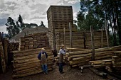 Workers in a timber yard that sells wood from the Amazon wood,people,man,male,men,horizontal,Quito,Ecuador,workers,woods,timber,spanish,climate change,deforestation,horizontals,wood products,lumber,yard,timber yard