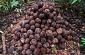 Brazil nut fruits ready to be hacked open to extract the nuts food,tree,trees,fruit,pile,peru,horizontal,forest,leaf,amazon,scenery,nuts,spanish,land,environment,activity,per,climate change,climate,activities,puerto maldonado,horizontals,brazil nuts,madre de dio