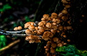 Mushrooms on a dead branch in the Unamat forest plants,Peru,horizontal,mushrooms,Amazon,scenery,Spanish,land,environment,per,climate change,climate,puerto maldonado,horizontals,madre de dios,brazillian nut,brazillian walnut,fungus,fungi,fruiting bo
