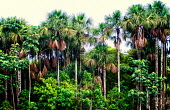 Mauritia flexuosa is important to the ecology and economy of the Peruvian amazon tree,Peru,horizontal,forest,amazon,scenery,spanish,land,environment,per,climate change,climate,puerto maldonado,horizontals,madre de dios,Peruvian amazon,moriche palm,it palm,ita,buriti,muriti,canang