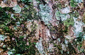 Close up of bark tree,trees,Peru,horizontal,forest,amazon,scenery,spanish,bark,land,environment,big tree,per,climate change,climate,puerto maldonado,horizontals,madre de dios,lichen,moss,close up,close-up,amazonas,bra