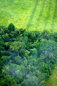 An aerial shot shows the contrast between forest and agricultural landscapes road,Brazil,Latin America,aerial,spanish,acre,deforestation,rio branco,cattle farming,contrast,forest,forests,agricultural,agriculture,landscapes,landscape,green,looking down