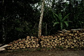 Logs near a local road trees,tree,horizontal,architecture,Ecuador,Spanish,forest,forests,timber,lumber,building materials,horizontals,wood products,pile,log pile,cut,wood,store