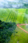 An aerial shot shows the contrast between the forest and agricultural landscapes road,rainforest,rainforests,logging,pasture,climate change,cattle farming,Brazil,Latin America,aerial,spanish,acre,deforestation,contrast,forest,forests,agricultural,agriculture,landscapes,landscape,g