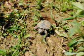 European pond turtle hatchling turtles,pond turtles,european turtles,chelonian,chelonians,terrapin,reptiles,baby,young,hatchling,Reptilia,Reptiles,Chordates,Chordata,Turtles,Testudines,Pond Turtles,Emydidae,Asia,Emys,Streams and ri