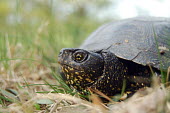 European pond turtle close up Borys Kala / PTOP "Salamandra" turtles,pond turtles,european turtles,head,face,eye,close-up,chelonian,chelonians,terrapin,reptiles,Reptilia,Reptiles,Chordates,Chordata,Turtles,Testudines,Pond Turtles,Emydidae,Asia,Emys,Streams and rivers,Aquatic,Omnivorous,orbicularis,Wetlands,Africa,Ponds and lakes,Europe,Terrestrial,Near Threatened,Animalia,IUCN Red List