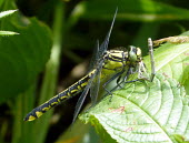 Common clubtail eating a white-legged damselfly gomphus vulgatissimus,common clubtail,eating a white-legged damselfly,dragonfiles,dragonfly,clubtail,predator,prey,eating,feeding,insects