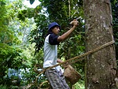 A man taps a tree for sap Indonesia trees,people,man,horizontal,indonesia,plantation,forests,rubber tree,rainforests,rubber,rubber production,deforestation,industry,alternative livelihood,sap,livelihood