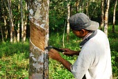 A man does rubber-tapping on a rubber tree plantation trees,people,man,horizontal,indonesia,plantation,forests,rubber tree,rainforests,rubber,rubber production,deforestation,industry,alternative livelihood,sap,livelihood