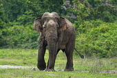 Bull elephant showing aggression elephants,male,bull,male elephant,bull elephant,aggression,aggressive,angry,behaviour,trunk,face,portrait,action,charge,charging,Mammalia,Mammals,Elephants,Elephantidae,Chordates,Chordata,Elephants, M