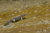 Asian water monitor lizard searching for prey Mudflat,mud,mudflats,lizards,lizard,mangrove,mangrove forest,foraging,forage,predator,hunting,hunt,Varanidae,Monitors,Chordates,Chordata,Squamata,Lizards and Snakes,Reptilia,Reptiles,Terrestrial,Anima