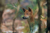 Dingo looking through trees dingo,canine,wild canine,wild dog,predator,australia,face,ears,dogs,dog,canid,Canis lupus dingo,Dingo,Carnivores,Carnivora,Mammalia,Mammals,Dog, Coyote, Wolf, Fox,Canidae,Chordates,Chordata,Canis fami