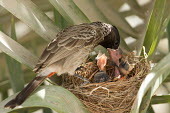 Red-vented bulbul feeds chicks bird,bulbul,red-vented bulbul,nest,nesting,spring,chicks,hatchling,hatchlings,newborn,blind,feeding,mealtime,dependant,parental,parenthood,triplets,plumage,birdlife,parent,baby,young,Chordates,Chordat