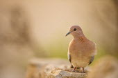 Laughing dove sitting on wall bird,dove,laughing dove,laughing,peach,mellow,peaceful,wall,perch,perched,birds eye,plumage,birds,Pigeons, Doves,Columbidae,Chordates,Chordata,Aves,Birds,Pigeons and Doves,Columbiformes,Agricultural,s