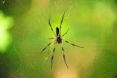 A Madagascan orb spider waiting in its web spider,orb spider,golden orb spider,red legged spider,madagascan spider,weaver,web,spider web,legs,predator,patience,trap,hairy,macro,close-up,minibeast,abdomen,arachnid,arachnids,pattern,engineer,mad